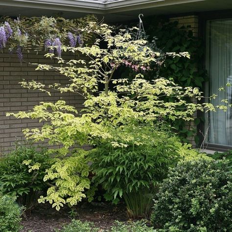 Pagoda Dogwood, Purple Flowering Tree, White Flowers Garden, Bigleaf Hydrangea, Townhouse Garden, Dogwood Tree, Shade Shrubs, Growing Hydrangeas, Spring Meadow