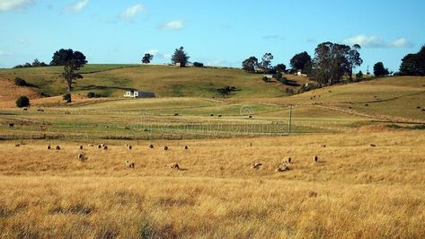 Farming Land, Cattle Grazing, Tasmania Australia, Open Field, Design Display, Tasmania, Display Ideas, Sheep, Photo Image