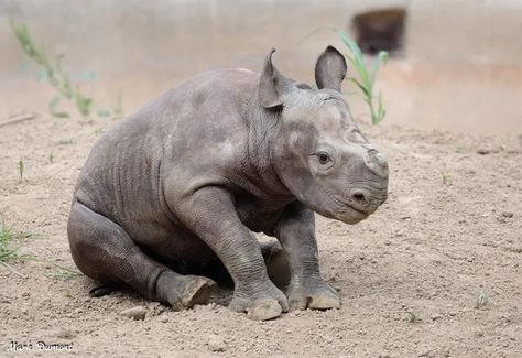 Rhino Baby, Rhino Species, Rhino Animal, Rembrandt Paintings, Black Rhinoceros, Baby Rhino, Cincinnati Zoo, African Origins, Black Rhino