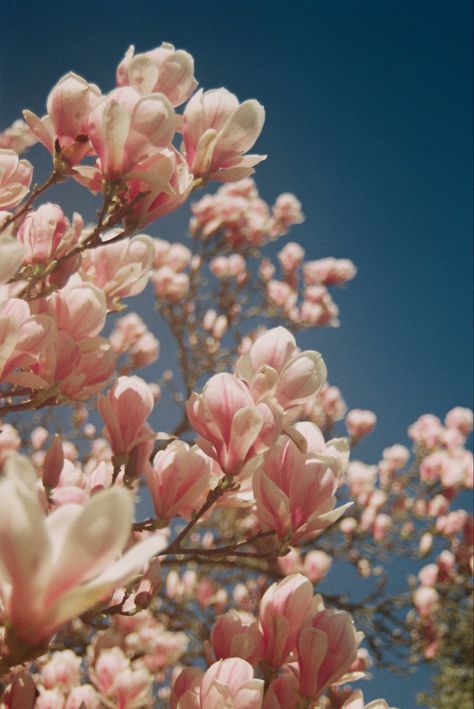 Magnolia Photoshoot, Magnolia Aesthetic, Film Photography Street, 35mm Film Photography Aesthetic, Film Photography Aesthetic, Flower Film, Magnolia Photography, Pastel Photography, Analogue Photography