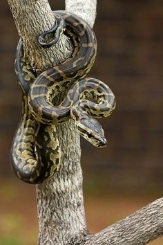 African Rock Python African Rock Python, Scary Snakes, Snake Photos, Cool Snakes, Python Snake, Snake Venom, Cute Snake, Reptile Snakes, Beautiful Snakes