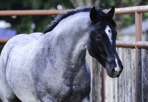 Big boned, beautiful blue roan stallion Blue Roan Quarter Horse, Blue Roan Horse, Roan Horse, Horse Inspiration, Blue Roan, Dream Horse, Andalusian Horse, American Quarter Horse, Black Horses