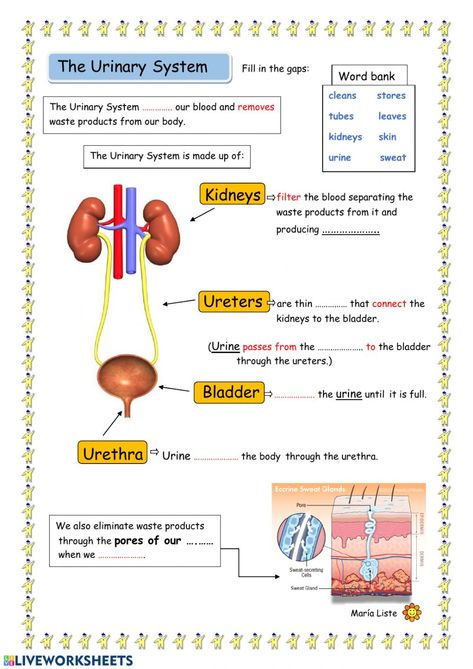 The Excretory System, Dna Worksheet, Functional Resume Template, Personal Budget Template, Excretory System, Urinary System, Functional Resume, Pumpkin Coloring Pages, 10th Grade