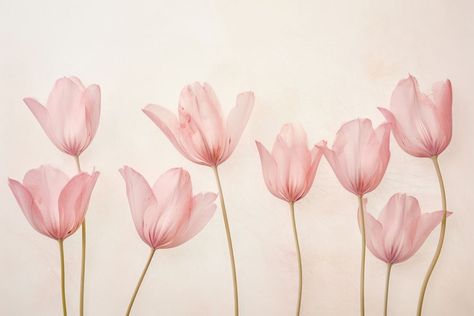 Real pressed pink tulip flowers petal plant inflorescence. | free image by rawpixel.com / Wan Green And Pink Wallpaper Laptop, Tulips Wallpaper Ipad, Flower Wallpaper Aesthetic Laptop, Minimalist Background Wallpapers Desktop, Laptop Wallpaper Aesthetic Minimalist, Mac Backgrounds Aesthetic, High Quality Macbook Wallpaper, Aesthetic Wallpapers For Laptop, Tulips Landscape