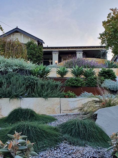 Casuarina glauca Cousin It creates an interesting groundcover. A mix of materials and plants creates interest to break up this long steep front yard. Casuarina Cousin It, Cousin It Plant, Steep Front Yard, Casuarina Glauca, Cousin It, Sydney Gardens, No Mow Grass, Pool Plants, Lawn Alternatives