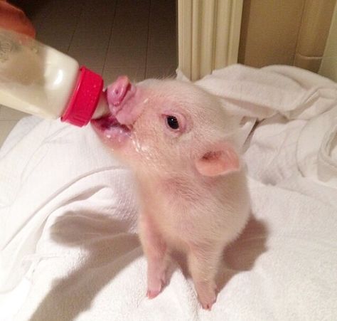 Pet pig House In Germany, Tiny Pigs, Cute Farm Animals, Micro Pigs, Teacup Pigs, Pot Belly Pigs, Baby Pig, Cute Piglets