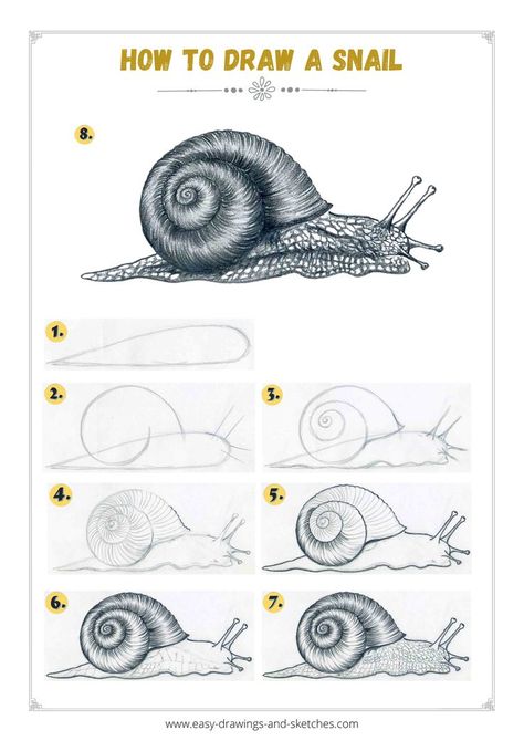 Learn how to draw a snail in few simple steps Snail Drawing Tutorial, How To Draw A Cobra Step By Step, Realistic Snail Drawing, Garden Snail Drawing, Snail Coloring Page Free Printable, How To Draw A Snail Step By Step, Snail Pencil Drawing, Snail Sketch Simple, Drawings Of Snails