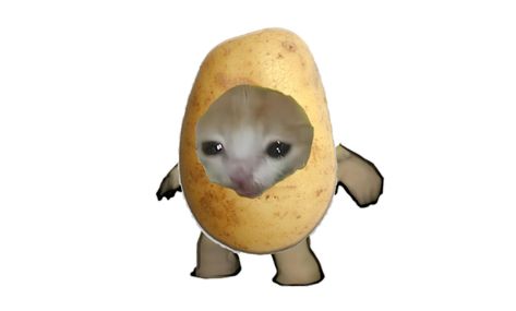 Potato Pfp, Potato Meme, Potato Cat, Milk Cat, Banana Cat, Cat Lamp, Banana Milk, Stray Cat, Cat Costumes