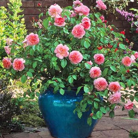 Gemüseanbau In Kübeln, Container Roses, Ground Cover Roses, David Austin Rose, White Flower Farm, Container Gardening Flowers, Shrub Roses, Growing Roses, Organic Garden