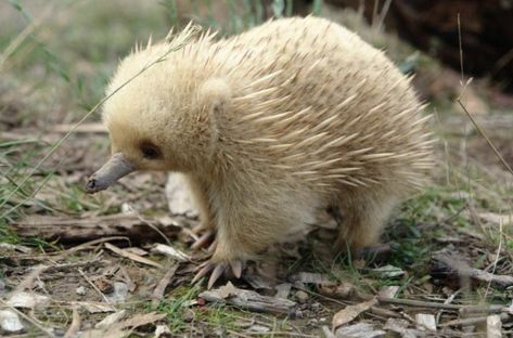 Baby echidna. Photographer unknown. Echidna Puggle, Australian Fauna, Animals Amazing, Wild Creatures, Unusual Animals, Australian Animals, Fantastic Beasts, Zoo Animals, Timeline Photos