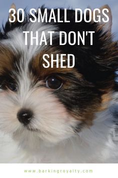 Looking for a dog breed that won't leave your home with a lot of hair and can accept well apartment living? Check out these 30 small dogs that don't shed. #dog #dogbreeds #doglovers #pup #puppies #doghealth  Looking for a dog breed that won't leave your home with a lot of hair and can accept well apartment living? Check out these 30 small dogs that don't shed. #dog #dogbreeds #doglovers #pup #puppies #doghealth Small Family Dogs, Mini Dogs Breeds, Hypoallergenic Dogs Small, Best Small Dog Breeds, Dog Breeds That Dont Shed, Non Shedding Dogs, Best Small Dogs, Hypoallergenic Dog Breed, A Lot Of Hair