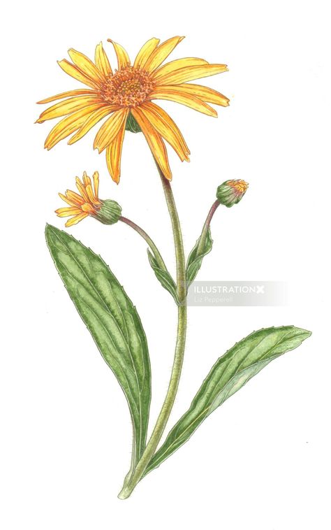 Nature illustration of arnica plants Arnica Flower Tattoo, Arnica Plant, Arnica Flower, Tattoo Dream, Folk Remedies, Individual Flowers, Fabric Painting On Clothes, Fairy Ring, Garden Illustration