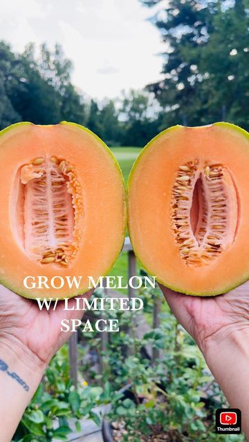 Joyce - Organic Gardener 🇺🇸🇵🇭 on Instagram: "The only cantaloupe variety I’ve ever tried growing in my small backyard garden is the Minnesota Midget Melon. Whether your space is limited or not, I highly recommend growing this variety - pretty easy to grow, matures fast so perfect for those with a short growing season, and best of all, very delicious! This is a compact variety so no big trellising needed. Perfect to grow in pots, containers, or grow bags! Melons in general, love long, hot sea Melon Companion Planting, Cantaloupe Companion Planting, Planting Cantaloupe, When To Harvest Cantaloupe, Grow Cantaloupe, Small Backyard Garden, Honeydew Melon, Grow Bags, Small Backyard Gardens