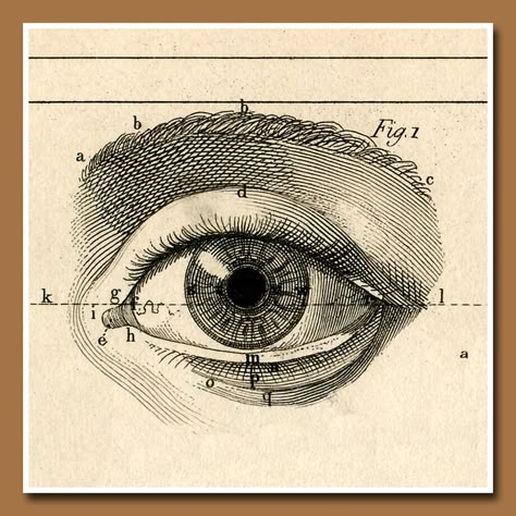 eye Tattoos Infinity, Eye Illustration, Eyes Artwork, Human Eye, Illustration Vintage, Scientific Illustration, Poster Designs, Art Et Illustration, Medical Illustration