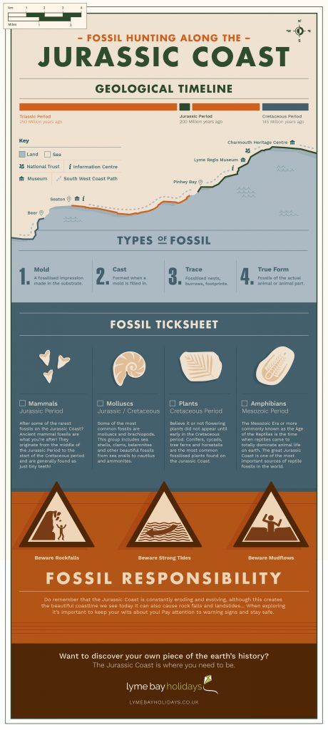 Jurassic Coast Fossils, Caravan Holiday, Holiday Activities For Kids, Fossil Hunting, South West Coast Path, Molluscs, Jurassic Coast, Travel Time, Best Beaches