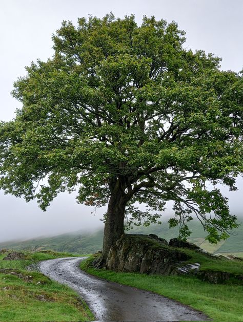 Village Landscape Photography Nature, English Oak Tree, Trees For Front Yard, Human Anatomy Art, Landscape Photography Nature, Bonsai Garden, House Plants Indoor, Anatomy Art, Oak Tree