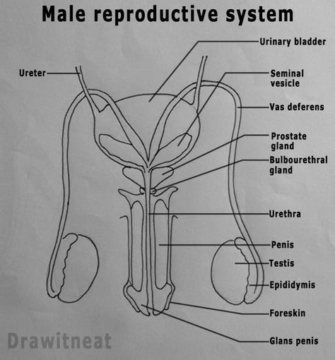 DRAW IT NEAT : How to draw Male reproductive system - Front view Anatomy Of Reproductive System, Body System Drawing, Reproductive System Notes, Female Reproductive System Diagram, Reproductive System Project, Reproductive System Worksheet, Drawing Biology, Female Reproductive System Anatomy, Medical Diagrams