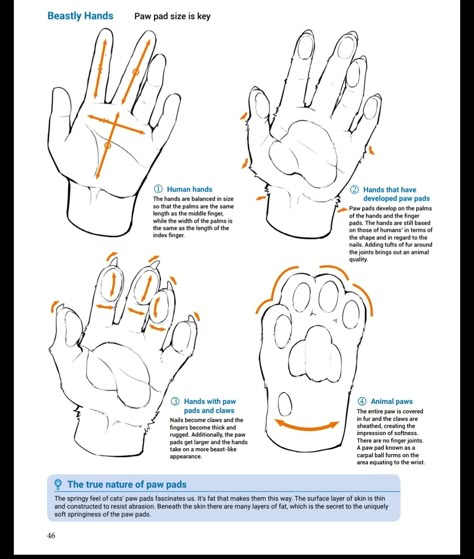 Hand Claws Reference, Anthro Paws Reference, Claw Hands Reference, Human Anatomy Practice, Paw Reference, Paw Hands, Water Shading, Paw Tutorial, Body Type Reference