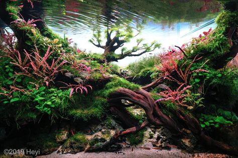 Blue Aquarium, Aquarium Grass, Aquascape Design, Aquatic Garden, Nano Aquarium, Aquarium Landscape, Water Grass, Nature Aquarium, Aquascape Aquarium