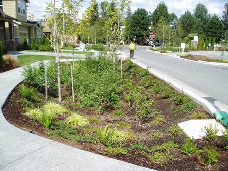 Rain Garden Rain Garden Landscape, Rain Garden Design, Landscape Drainage, Water From Air, Street Trees, Rainwater Harvesting, Water Collection, Dry Creek, Water Management