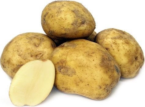 Kennebec Potatoes Information and Facts Kennebec Potatoes, Seed Potatoes, Baked Chips, Nutritional Value, French Fries, Eggplant, Geography, Food Ideas, Potato