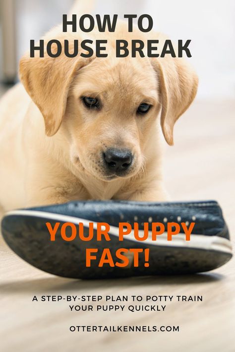 Training A Puppy Potty, House Breaking A Puppy Potty Training, How To Train A Labrador Puppy, Training A Labrador Puppy, Lab Training Tips Puppies, How To Train A Puppy To Pee Outside, Lab Puppy Training Tips, How To Potty Train A Puppy, Training A Lab Puppy