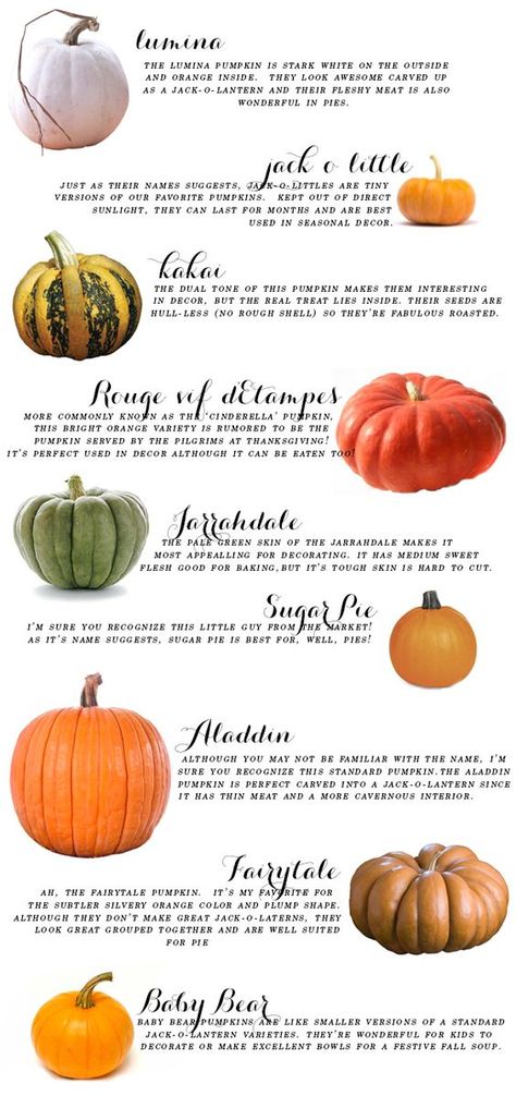 Tales of Faerie Types Of Pumpkins, Fabulous Fall, Happy Fall Y'all, Fall Holidays, Fall Favorites, Autumn Garden, Samhain, Fall Harvest, Fall Fun