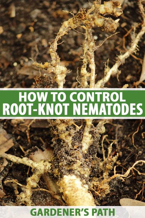 Nematodes In Garden, Root Knot Nematodes, Pothos Root Rot, How To Clean Plant Roots, Trees With Small Root System, Nitrogen Fixing Plants, Plants That Repel Bugs, Green Backyard, Organic Pest Control