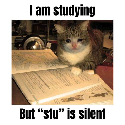 I am studying but "stu" is silent 

#memes #funnypost #funnymemes #animals #pets #cats #kittens Exam Tomorrow, Exams Memes, Studying Funny, Kitten Funny, Memes Cute, Studying Memes, Exams Funny, Cute Cat Memes, Exam Quotes