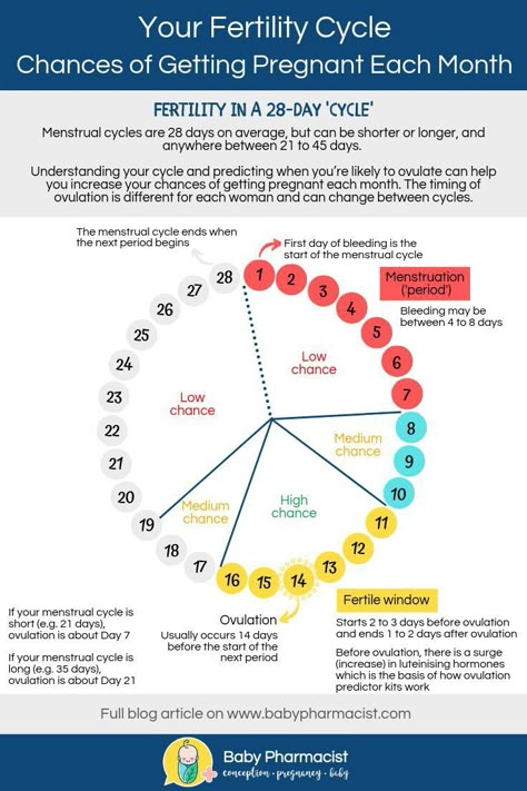 Ovulatory Cycle, Ovulation Symptoms, Fertility Cycle, Fertile Window, Ovulation Cycle, Getting Pregnant Tips, Pregnancy Help, Pregnancy Info, Fertility Awareness