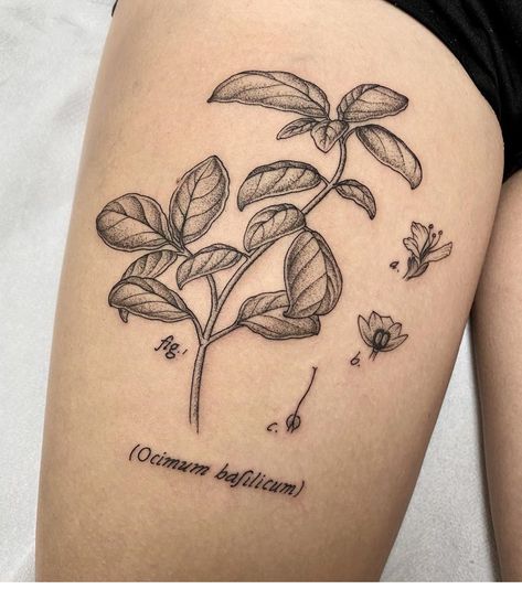 Basil Tattoo, Botany Tattoo, Botanical Study, Explore Tattoo, Botanical Tattoo, Tattoo Inspo, Artist On Instagram, Body Tattoos, All Things Beauty