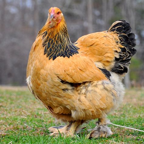 Brahma Chicken Eggs, Buff Brahma Chicken, Kinds Of Chickens, Largest Chicken Breed, Cochin Chickens, Heritage Chicken Breeds, Brahma Chicken, Farm Chickens, Day Old Chicks