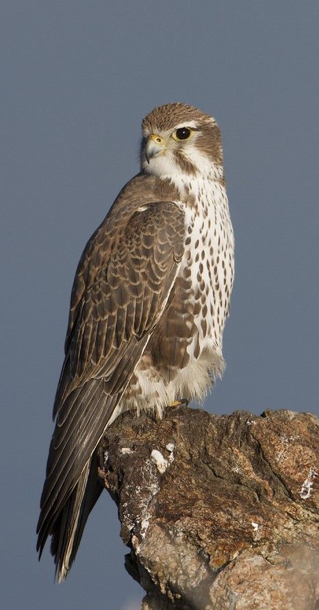 Prairie Falcon Falcon Feather, Raptors Bird, Hawk Bird, North American Animals, Bird Wings, Nature Birds, Big Bird, Exotic Birds, Bird Pictures