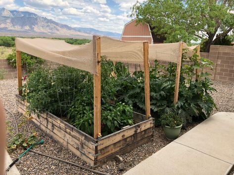 High Desert Gardening, Desert Vegetable Garden, Chaos Gardening, Colorado Plants, Desert Homestead, Desert Shade, High Desert Landscaping, Arizona Garden, Desert Backyard