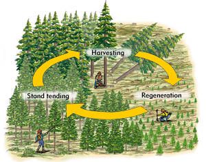 Diagram of silvicultural system Allotment Plan, Planting Techniques, Infographic Examples, Trail Life, Wild Foraging, Lumberjack Style, Tiny Farm, Orchard Tree, Forest Management