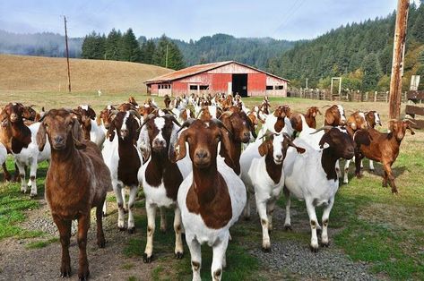 Goat Pics, Goat Images, Goat Image, Cows And Goats, Goat Breeds, Farm Images, Boer Goats, Goat Farm, Future Farms