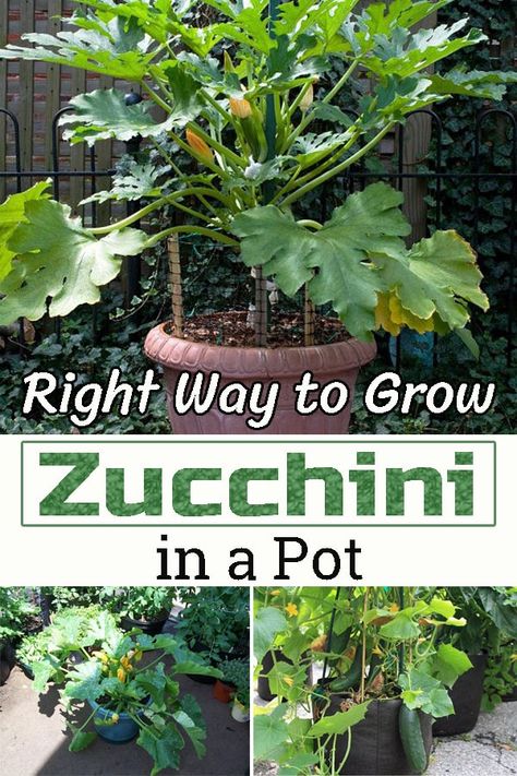 Learn How to Grow Zucchini in a Pot Successfully and enjoy a fresh and organic harvest in a small space all year round with ease! Potted Zucchini Plant, Growing Zucchini In A Pot, How To Grow Zucchini In A Pot, Planting Zucchini In Pots, How To Grow Zucchini In A Container, Zucchini In Pots Growing, Zucchini Plants In Pots, Growing Zucchini In Raised Beds, Small Space Gardening Ideas