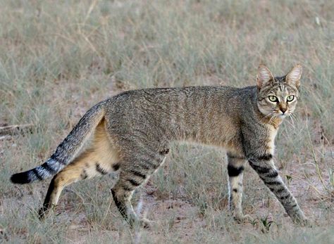 African Wildcat African Wildcat, African Wild Cat, Wild Cat Species, African Cats, Small Wild Cats, Serval Cats, Wild Kratts, Cat Species, Arabian Peninsula