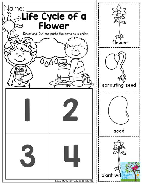 Life Cycle of a Flower- Preschoolers love to learn about how things begin and change over time. This preschool activity would be great do do along with sprouting beans in a baggie! Life Cycle Of A Bean Plant Preschool, Seed Cycle Preschool, Bean Life Cycle Preschool, Plant And Garden Preschool Theme, How Flowers Grow Preschool, Life Cycle Of A Bean Plant Worksheet, How Do Flowers Grow Preschool, Plant A Bean Preschool, Planting Preschool Theme