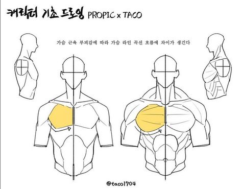 The curve and flow of the line changes depending on the volume of the chest muscles Point Character Drawing, Taco Drawing, Male Art Reference, Poses Art, Anatomy Tutorial, Human Anatomy Drawing, Manga Drawing Tutorials, Human Anatomy Art, Body Reference Drawing