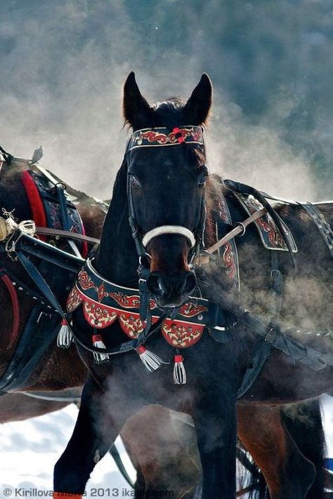 Photo (Runaway Gypsy) Horse Harness, Horse Costumes, All About Horses, All The Pretty Horses, Draft Horses, Black Horse, Pretty Horses, Quarter Horse, Horse Love