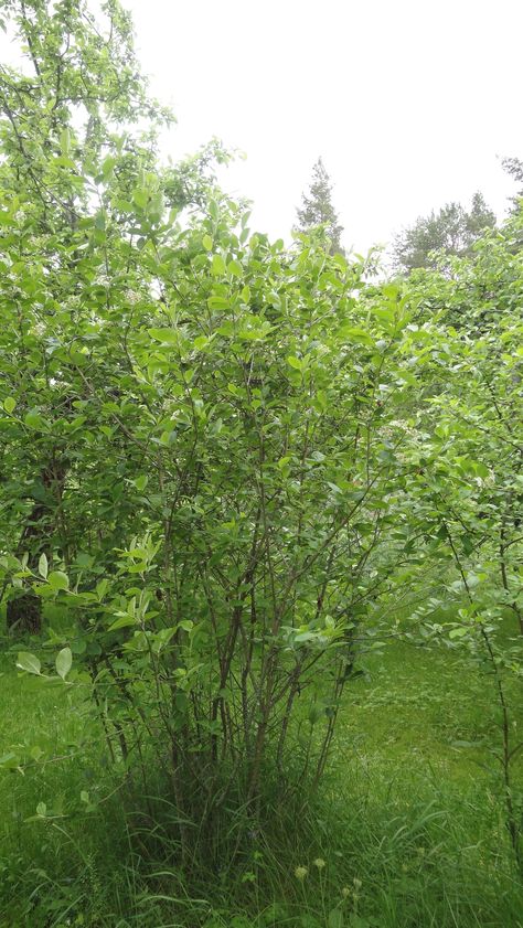 Black chokeberry (Aronia melanocarpa). Black Chokeberry, Aronia Melanocarpa, East Tennessee, Tennessee, Editorial, Forest, Plants, Black