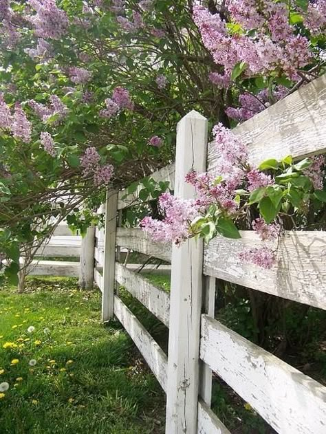 Purple Lilacs Along White Fence home flowers country purple garden lavender fence lilacs Tor Design, Country Fences, Flowers Growing, White Fence, Garden Shrubs, Backyard Fences, Garden Gate, Wooden Fence, Garden Fencing