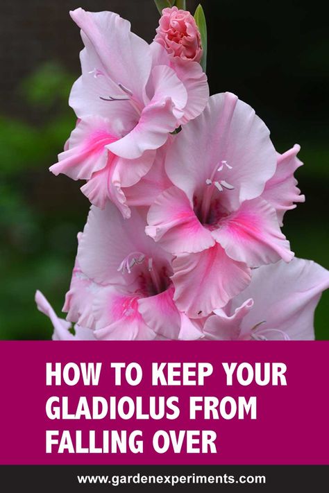 When To Dig Up Gladiolus Bulbs, Gladiolus Bulbs How To Plant, Gladiolus In Garden, When To Plant Gladiolus Bulbs, Growing Gladiolus Bulbs, Gladiolus Landscaping Ideas, Gladiolus Flower Garden, Gladiolus Garden Design, How To Plant Gladiolus Bulbs