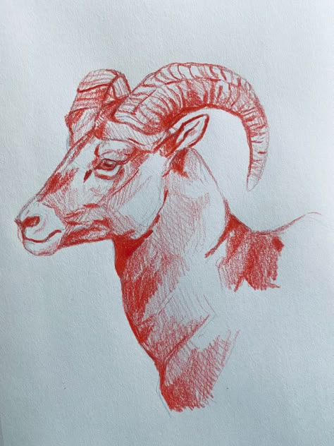 Bighorn Sheep Drawing, Icelandic Horse Drawing, Goat Drawing Sketch, Chimera Drawing, Goat Sketch, Big Horned Sheep, Farm Sketch, Sheep Sketch, Ram Drawing