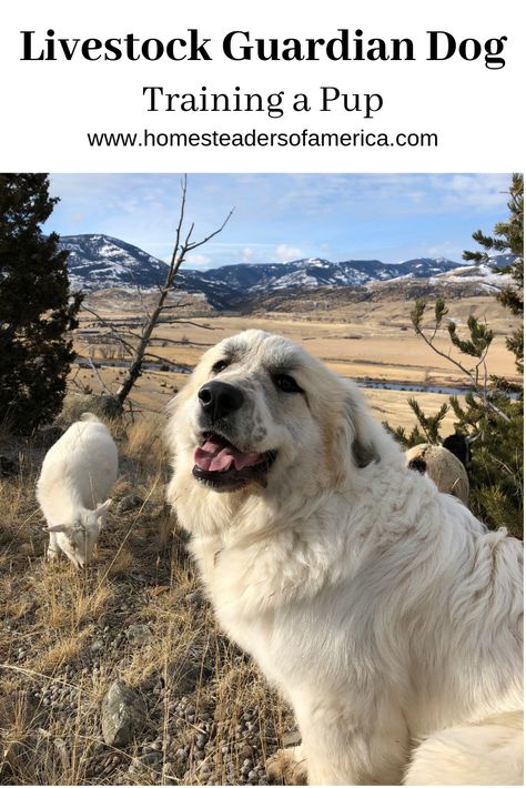 Best Livestock Guard Dogs, Livestock Guardian Dog Training, Livestock Guardian Dog House, Lgd Dogs, Raising Sheep, Guardian Dog, Livestock Guardian Dog, Livestock Guardian, Great Pyrenees Dog