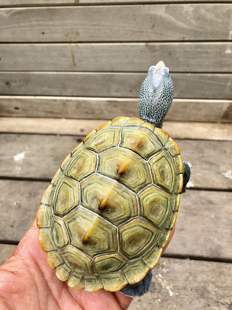 Diamond Back Terrapin, Diamondback Terrapin, Water Turtles, Yellow Bellied Slider, Turtle Backpack, Turtle Planter, Turtle Shells, Kawaii Turtle, Snake Turtle