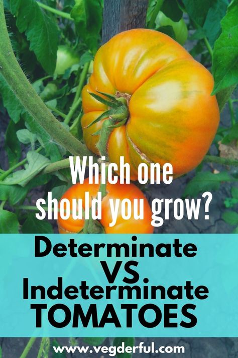 Have you ever wonder ? what is the difference between determinate and indeterminate tomatoes? And which one should you grow ? Find out more by click the link below Indeterminate Tomatoes, What Is The Difference Between, Growing Vegetables, Have You Ever, How To Know, Click The Link, Tomatoes, Read More, Wonder