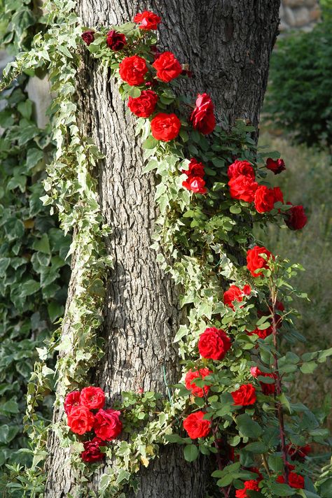 Climbing roses trained on a tree. Depending on tree. Needs sun. Pines Roses Growing, Rose Belle, Rose House, Flowers Growing, Have Inspiration, Colorful Roses, Climbing Roses, Garden Cottage, Dream Garden