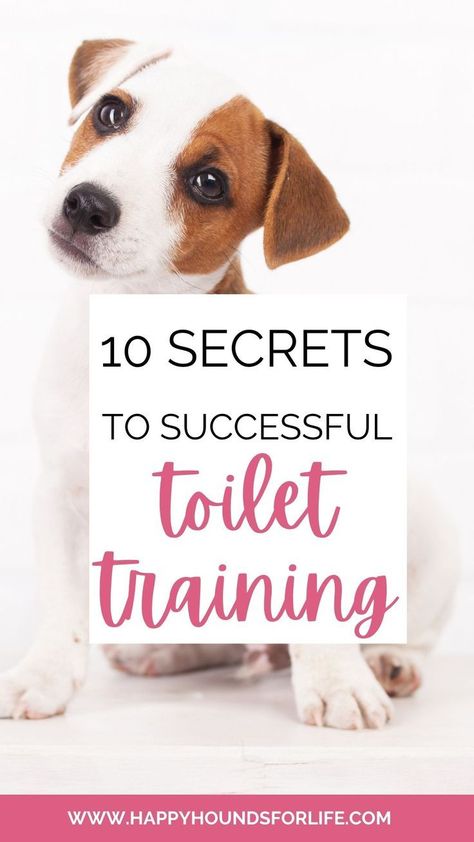 Dog Toilet Outside, Puppy Toilet Training, Potty Training Guide, Night Training, Crate Training Puppy, Train A Puppy, Train A Dog, Train Your Puppy, Dog Toilet